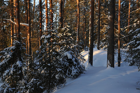 寒冬雪的风景覆盖着以阳光照图片