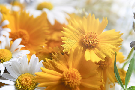 清晨闭合时有白色和黄色的花朵和花卉设计背景图片