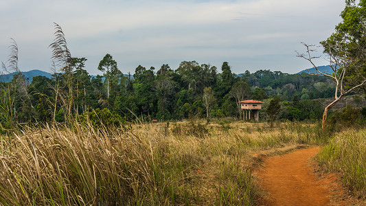Meadow与树的景观KhaoYai图片