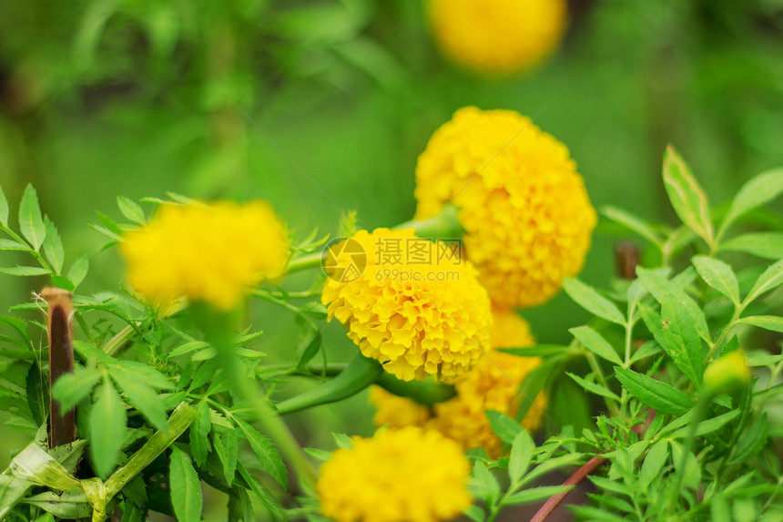 花园里美丽的万寿菊花图片