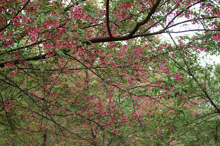 秋天枯萎的树上的樱花图片