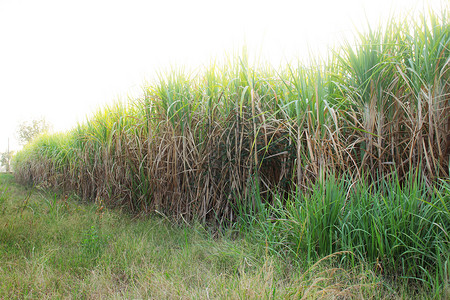 甘蔗种植园和草与天空图片