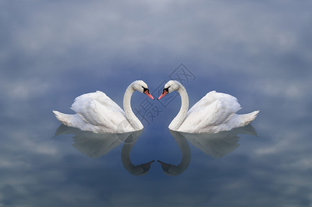 天鹅之爱天鹅之爱一对白天鹅在仙境中图片