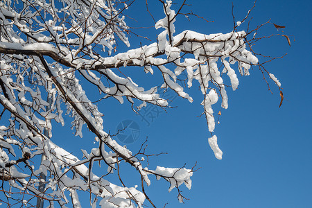 冬季雪积覆盖树木的树枝图片