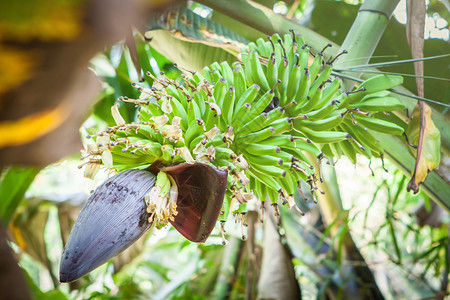 斯里兰卡野生香蕉树种植园图片