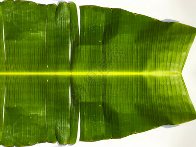 白背景孤立的绿香蕉叶香蕉图片