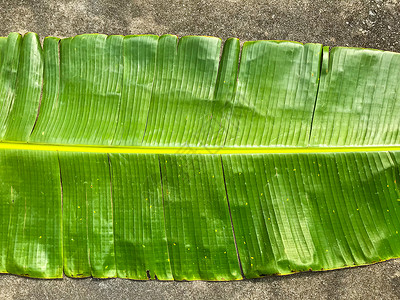 水泥上的绿香蕉叶图片