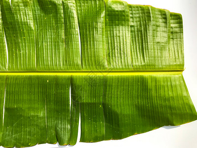 白背景孤立的绿香蕉叶香蕉叶形态图片