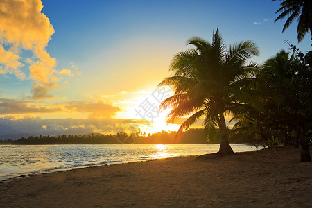 日出时热带海滩背景与椰子棕榈树在热带海滩上图片