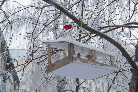 为挂在罗旺树上的鸟提供木质喂养冬天城图片