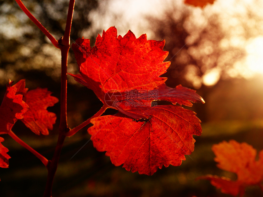在黄昏时以秋色的秋色在小轿葡萄园切开风景植物上最后叶子的图片