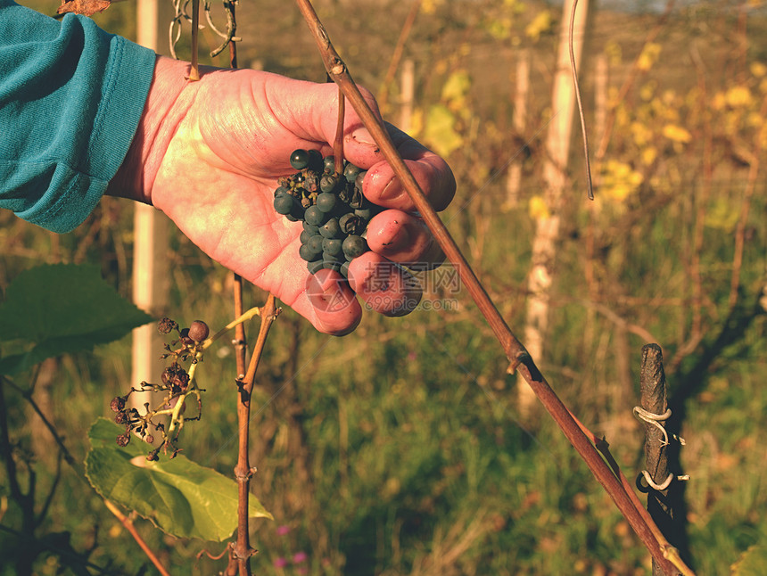 农民在秋季检查葡萄园冷冻葡萄藤的质量传统葡萄园的葡萄收获前图片