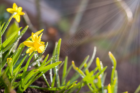 黄色开花的水仙花晴天晴天下雨低角度阳光日出浅景图片