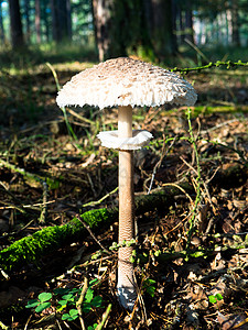 林中生长的寄生虫蘑菇马花或莱图片
