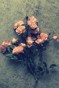 玫瑰花束在grunge背景图片
