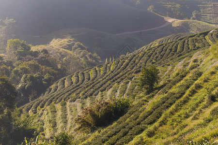 茶叶种植的有机田高山阳光图片