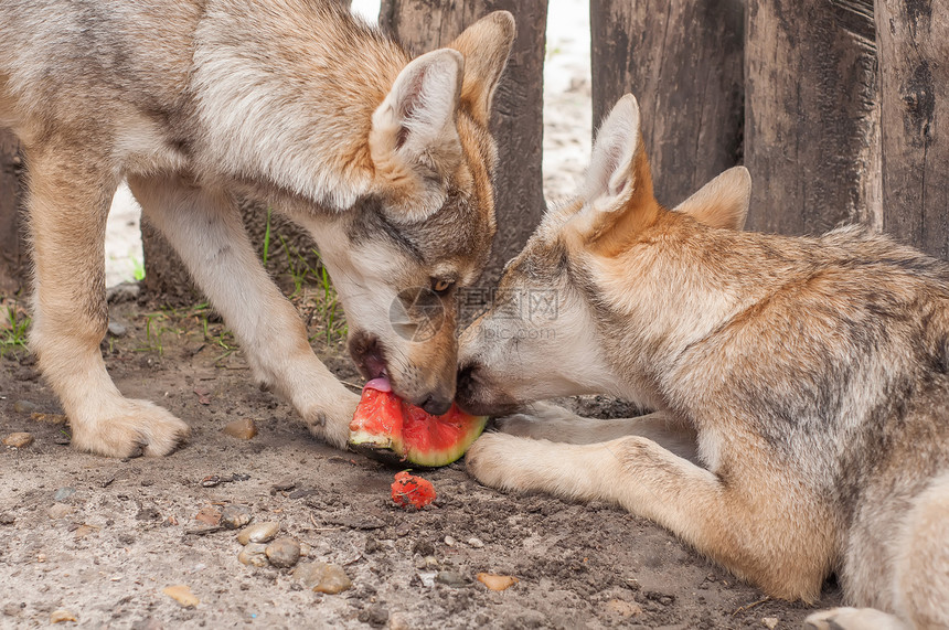 年轻的欧洲灰狼小狗喂养和吃西瓜图片