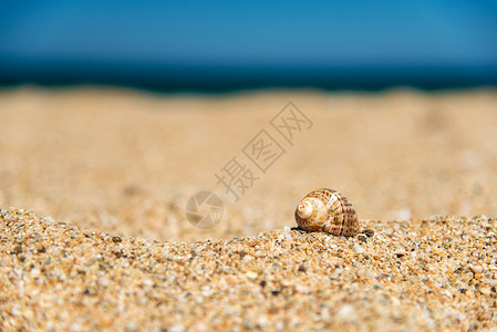 沙滩上的贝壳假期和假期的概念选择聚图片