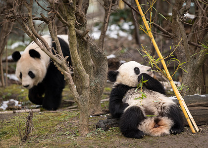 一只年轻的巨型熊猫Ailuropodamelanoleuca图片
