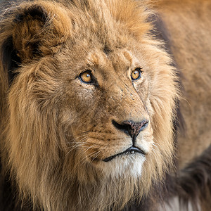 被囚禁的雄狮子Panthera图片