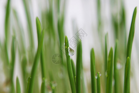 燕麦芽幼苗在冬季为猫发芽背景图片