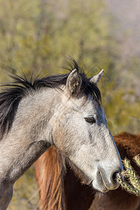 亚利桑那沙漠一匹野马图片