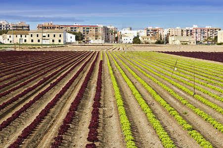 西班牙巴伦西亚市附近典型的蔬菜田图片