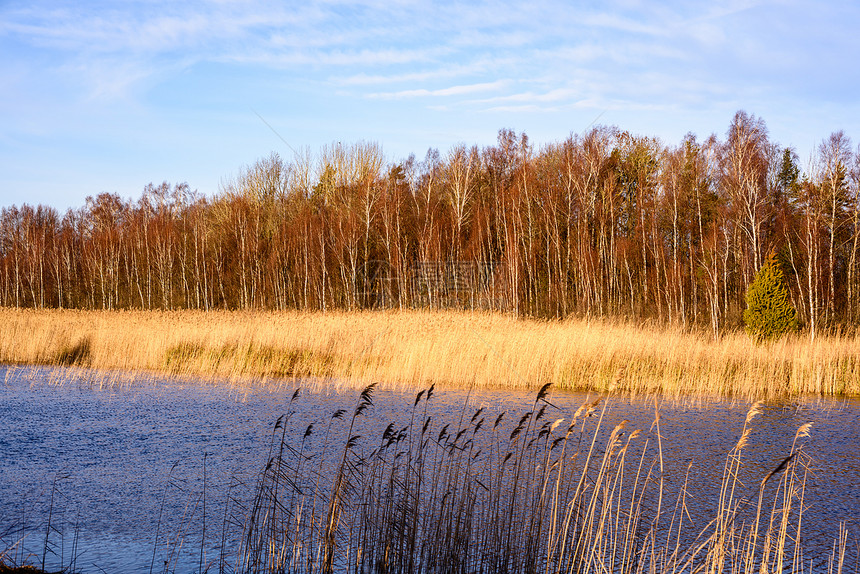 ReedvsSunset选择焦点浅的田地深度草丛间湖图片