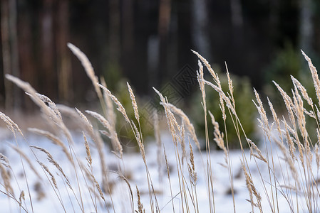 芦苇与日落选择焦点浅景深雪中芦苇间湖图片