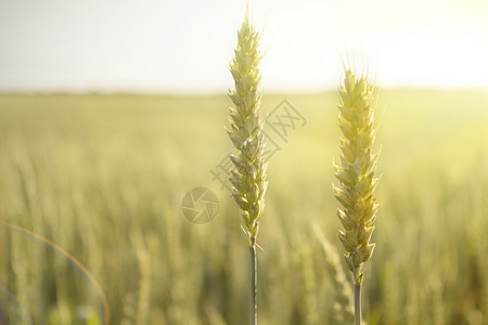 日落时田里的黑麦庄稼。图片