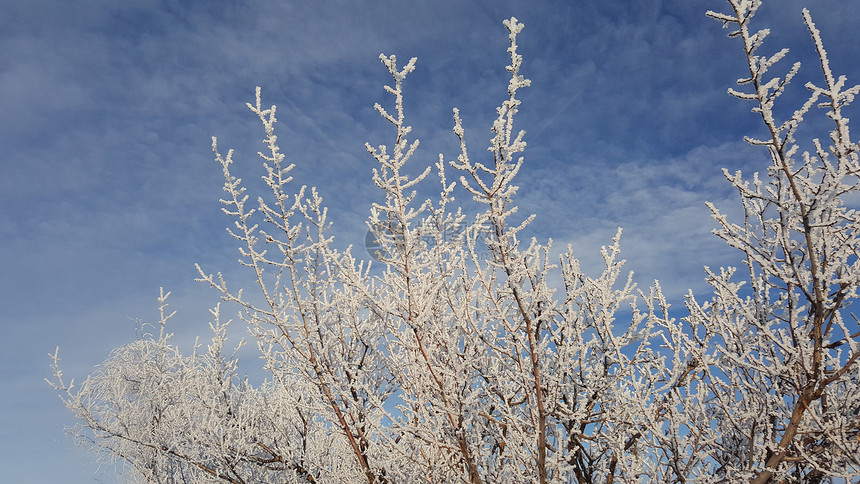 树枝上的雪树木覆盖着雪的冬天视图雪下树枝的严重程度自然降雪冬天蓝背景中覆盖图片