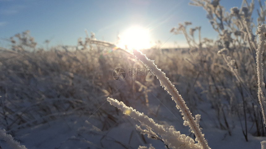 用雪盖的冬天风景植物以日落为背景以雪原蓝天和太阳为背景的冰冻植物空气图片