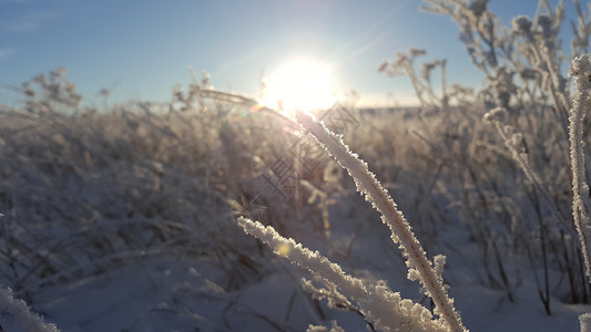 用雪盖的冬天风景植物以日落为背景以雪原蓝天和太阳为背景的冰冻植物空气图片