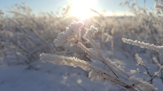 用雪盖的冬天风景植物以为背景以雪原蓝天和为背景的冰冻植物空气图片