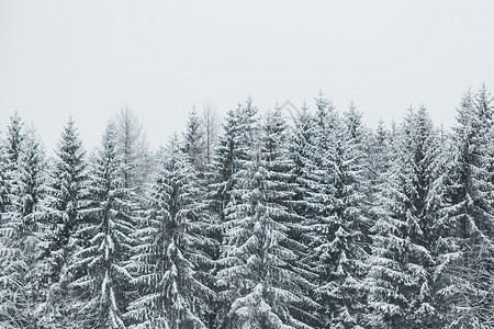 大自然中被雪覆盖的松树图片