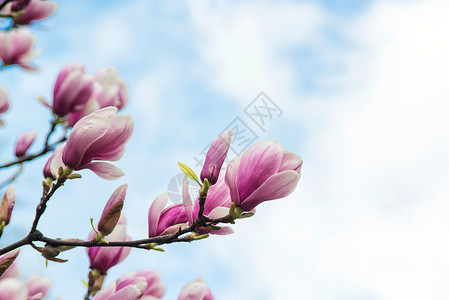 天空背景上盛开的玉兰花图片