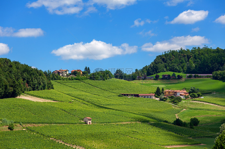 蓝天下山丘上的绿色葡萄园在意大利北部皮图片