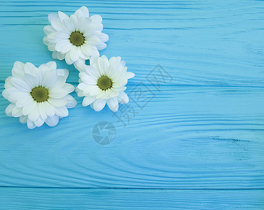 蓝木上的白菊花图片