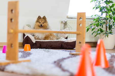 设得兰群岛牧羊犬坐在家里的障碍物前图片