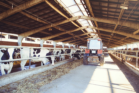 奶牛场农业农业和畜牧业的概念图片