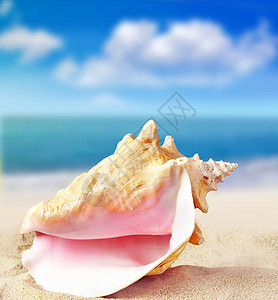 沙滩上的贝壳夏天的概念图片