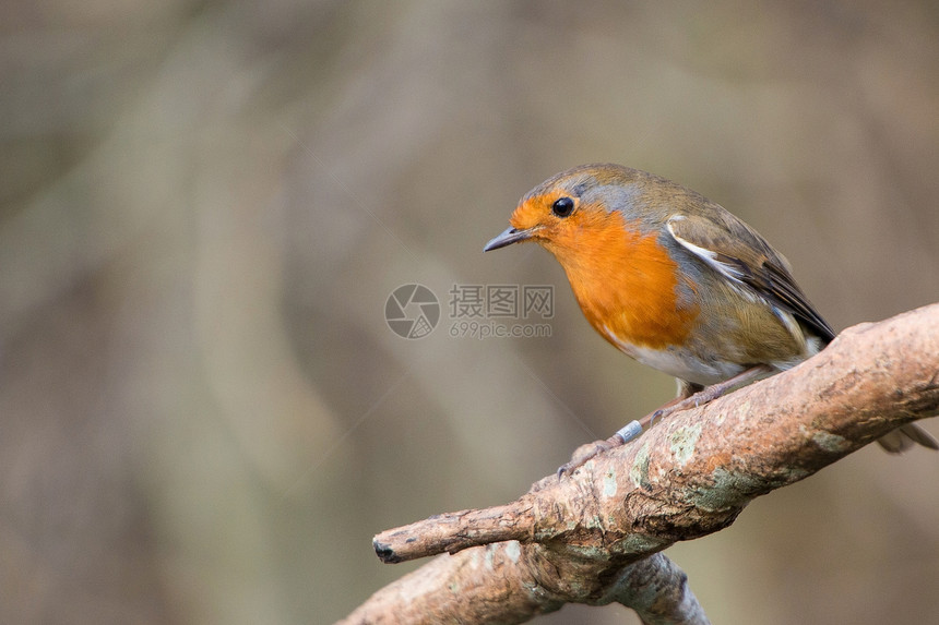 RobinBird坐在水坑上的Eritha图片