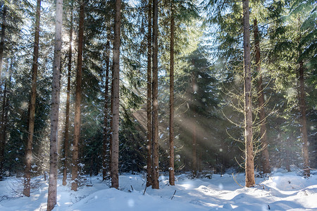 冬天有阳光的森林有雪图片