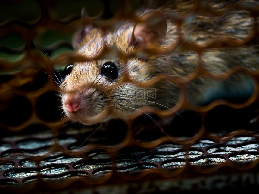 这只老鼠在笼子里捉住一只老鼠图片