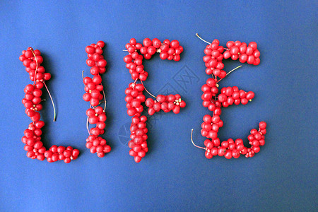 五味子五味子红色浆果的词生活作为深蓝色背景上生活方式的叹息图片