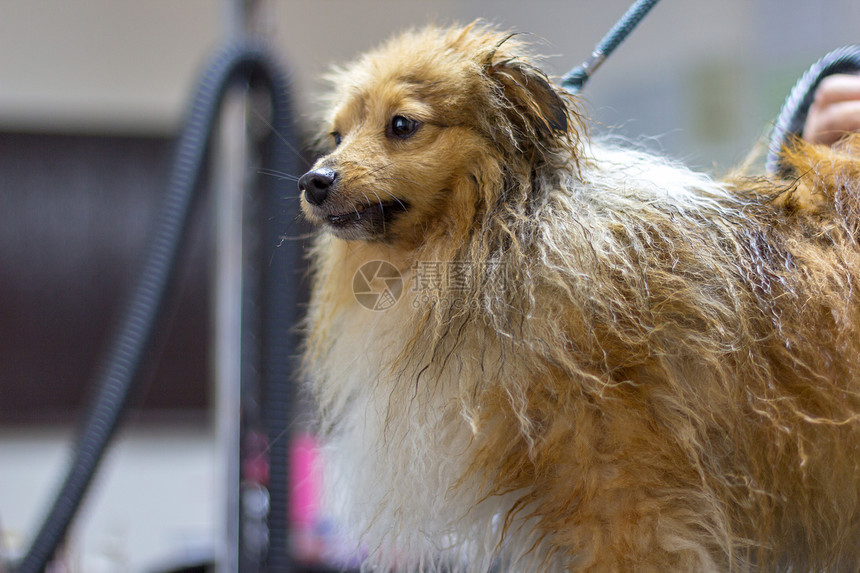 雪特兰牧羊犬坐在一个图片