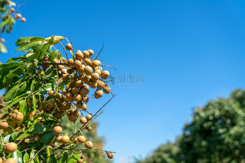 在泰国清迈省亚洲果园种植的小型棕色水果Longan或图片