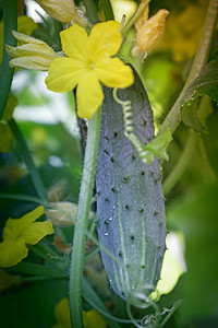 在黄瓜的绿芽和黄花之间的温室里生长着图片
