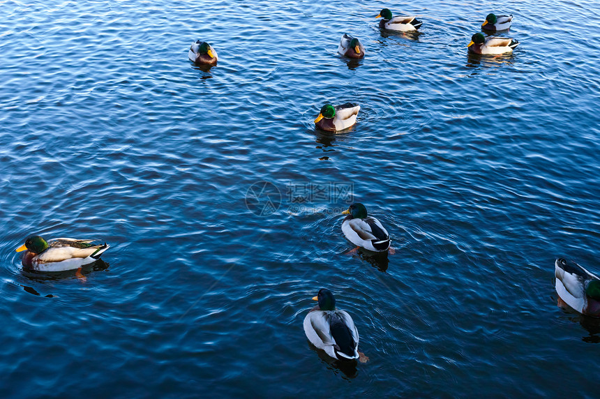 一群淡水鸭子在湖里游泳图片