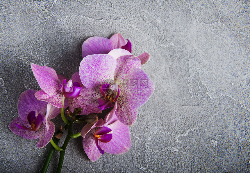 灰色石头背景上的粉红色兰花图片